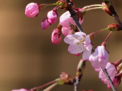 花写真