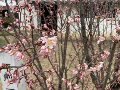 花写真