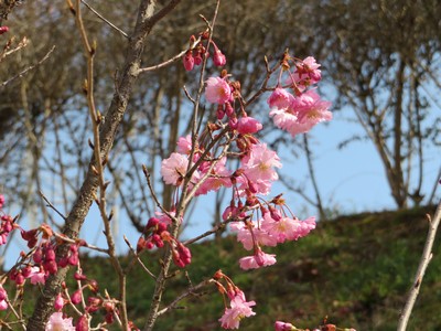 花写真