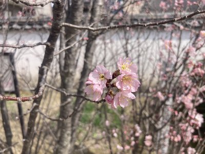 花写真