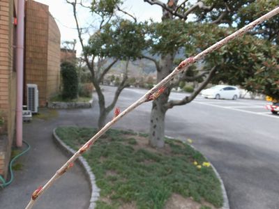 花写真