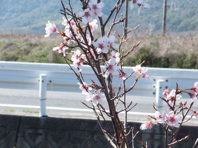 花写真