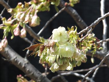 花写真