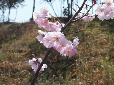 花写真