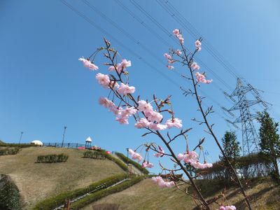 花写真